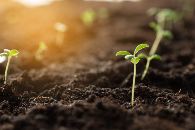 rich black soil with several small green sprout