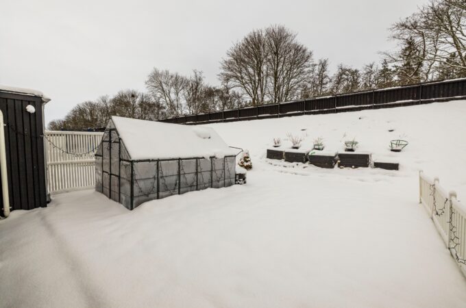 preventing winter plant damage