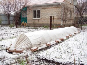 winter garden tasks: fallen snow on a covered garden