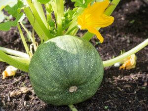 new years resolutions for gardeners green pumpking on vine