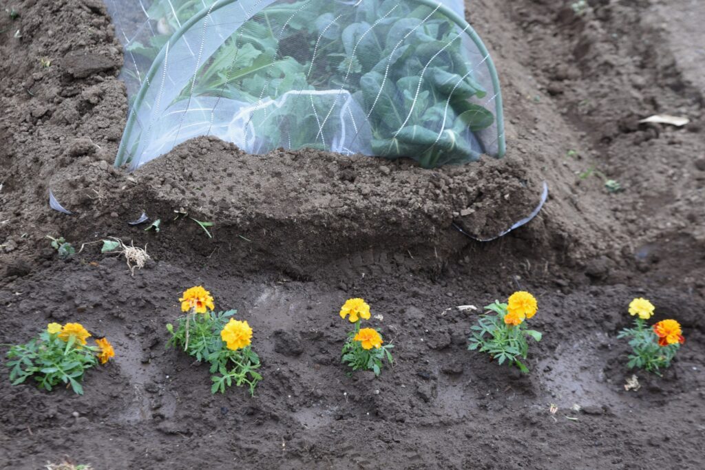 companion planting: marigold border around lettuce that has been covered in plastic