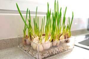 onions growing in a container on a kitchen counter, edible plants you can grow inside