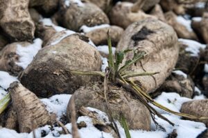 beets with snow on them, top 8 edible plants you can grow in winter