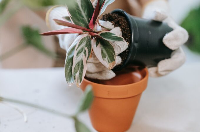 hands in white gloves packing a plant for transport