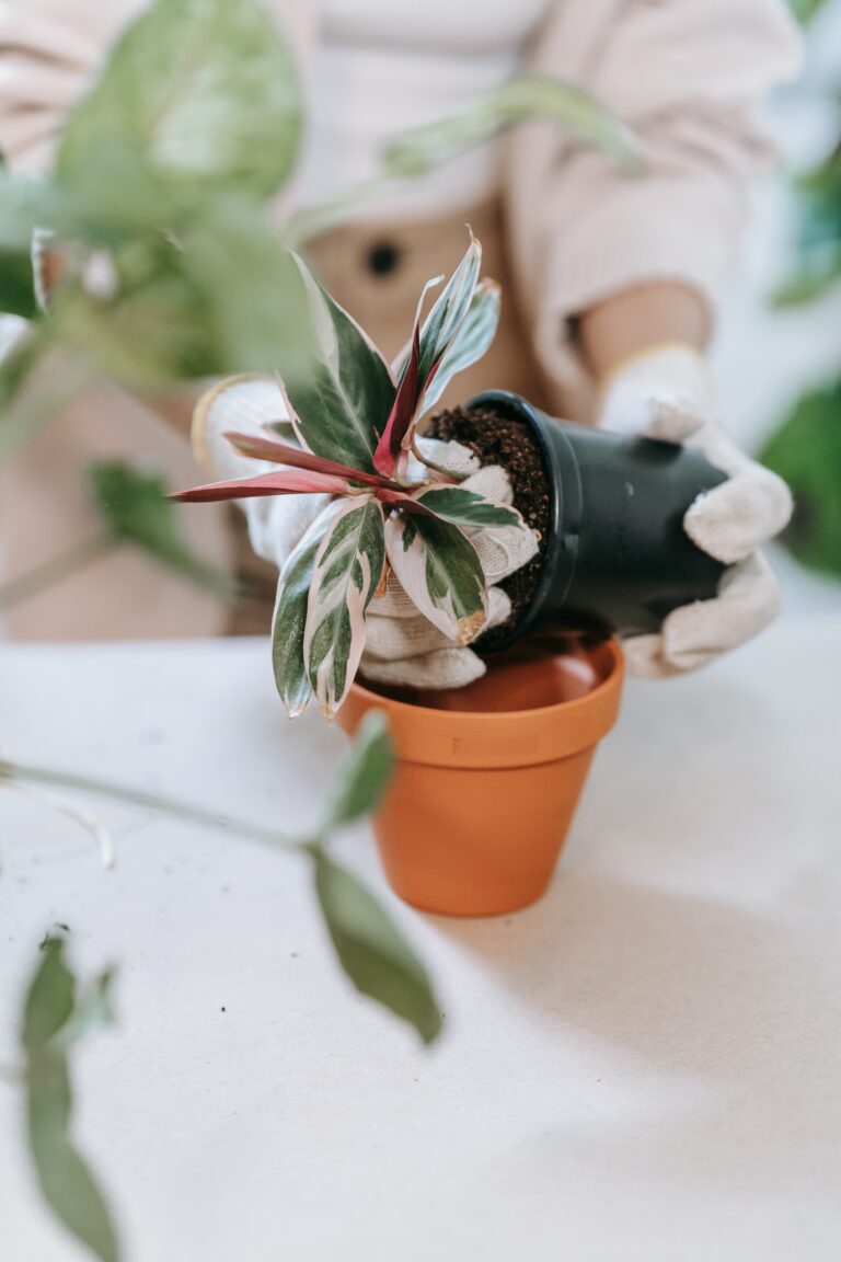 hands in white gloves packing a plant for transport