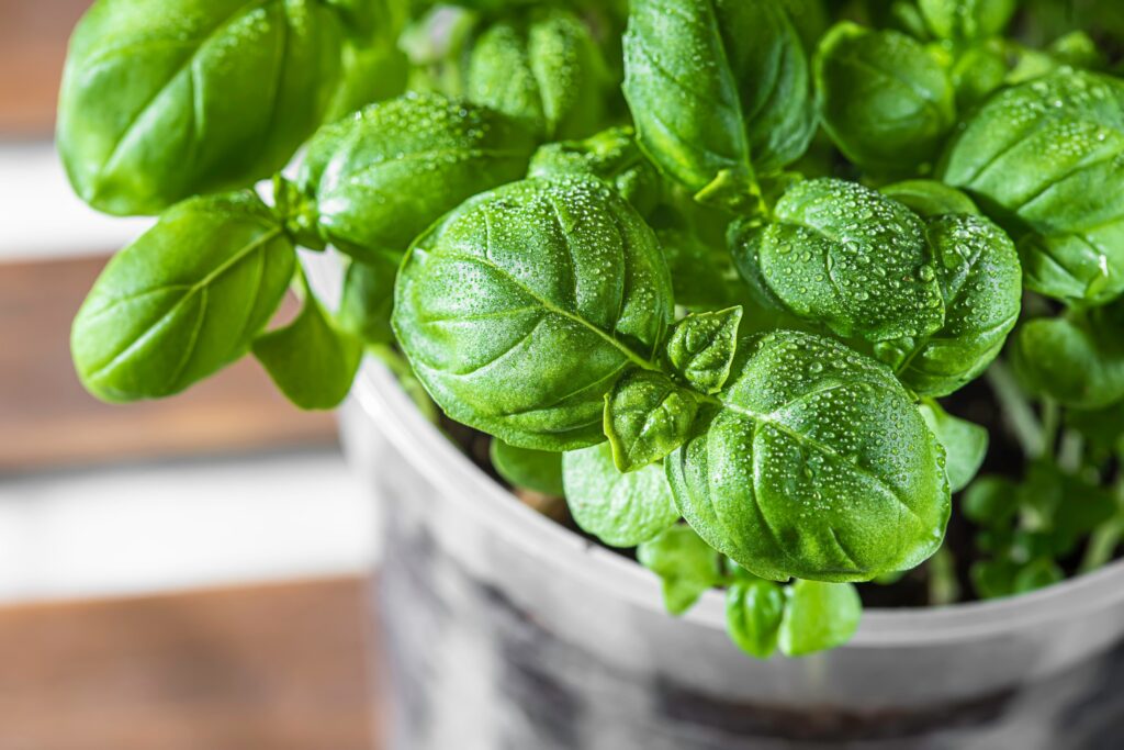 low maintenance plants -- basil growing in a plastic cup 