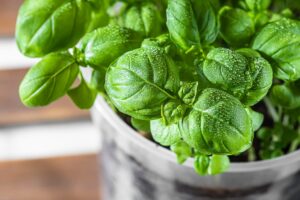 low maintenance plants -- basil growing in a plastic cup