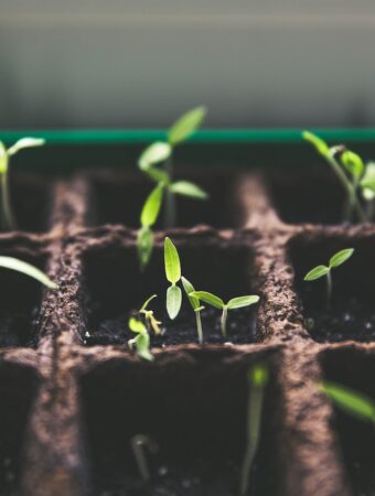 starting seeds inside green sprouts in a brown tray