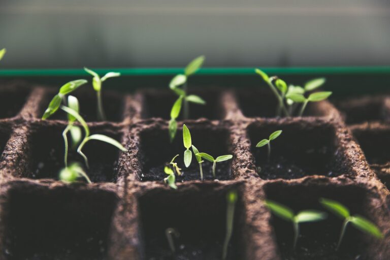 starting seeds inside green sprouts in a brown tray