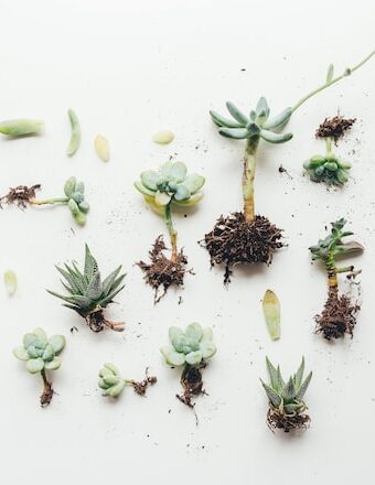 Rescue Your Plants From Root Rot
