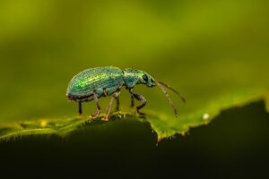 Common Plant Pests and How To Control Them