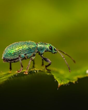 Common Plant Pests and How To Control Them