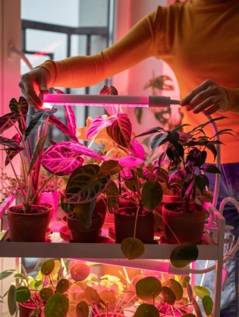 affordable grow lights