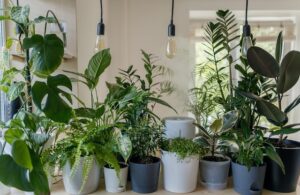 Inexpensive Grow Lights for Indoor Plants