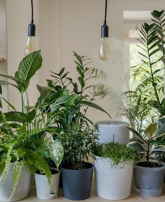 Inexpensive Grow Lights for Indoor Plants