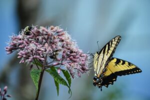 9 Cheap Ways To Naturally Attract Pollinators