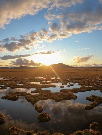 Top 7 Eco-Friendly Peat Moss Alternatives