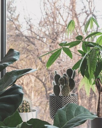 What is a Money Plant?