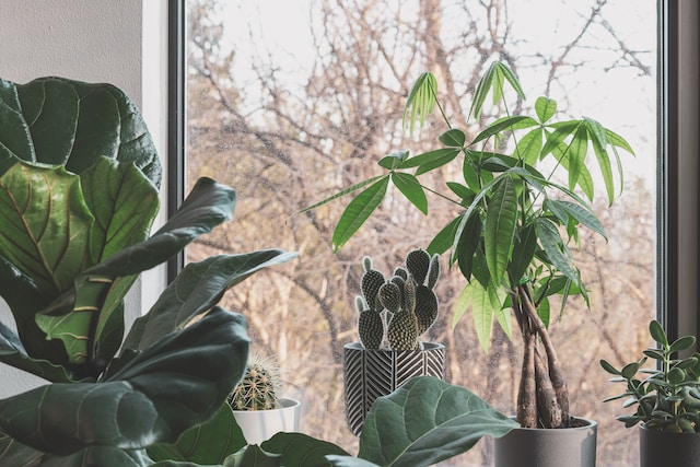 What is a Money Plant?