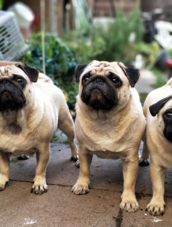Could My Dogs Save Me Money in The Garden?