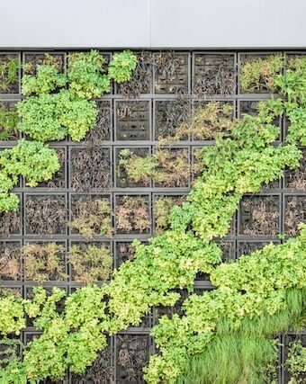 Mastering the Art of Espalier: 8 Creative Ways to Shape Your Garden