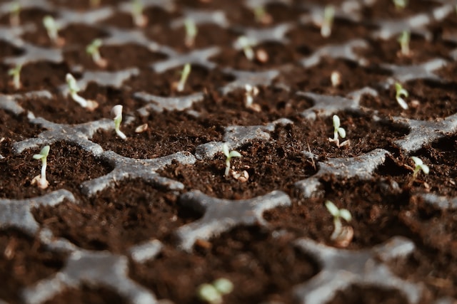 Seed-Saving Techniques You Should Master