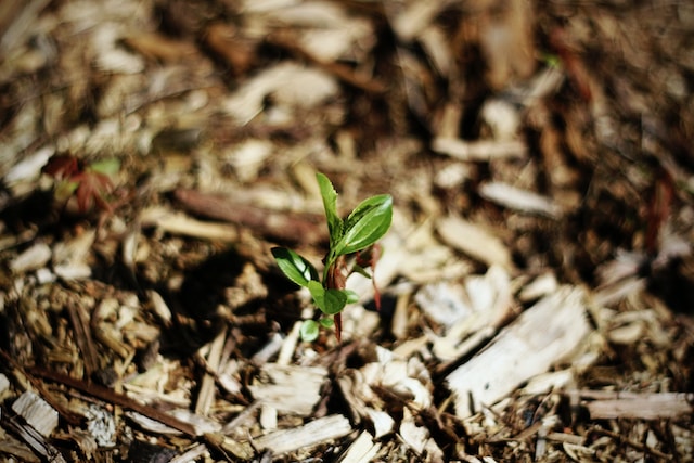 Low-Cost Mulching Options for Weed Control and Soil Health