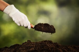 Best Location to Transplant Sunflower Seedlings