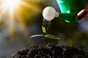 Caring for Sunflower Seedlings After Transplanting