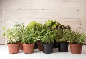 Choosing the Wrong Plants