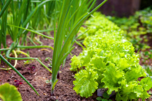 Companion Planting