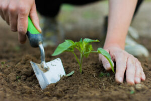 Crop Rotation