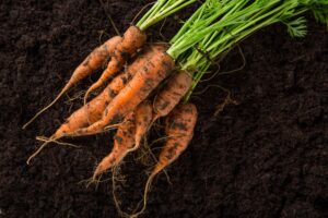 Does Transplanting Carrots Even Work
