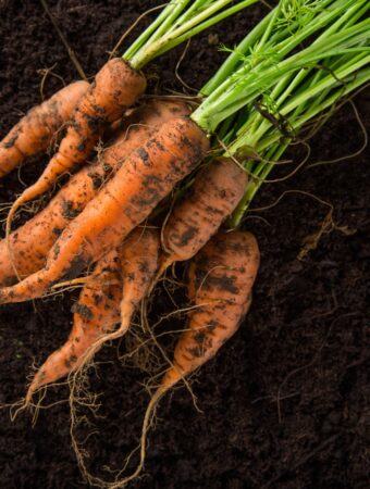 Does Transplanting Carrots Even Work