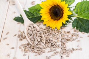 Growing Sunflowers from Seeds Indoors