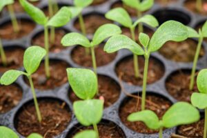 How to Tell If Sunflower Seedlings Are Ready for Transplant