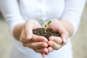 How to Transplant Sunflower Seedlings Correctly