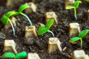 Is Transplanting Carrot Seedlings Possible