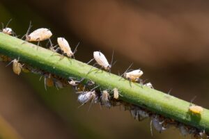 Monitoring for Pests and Diseases