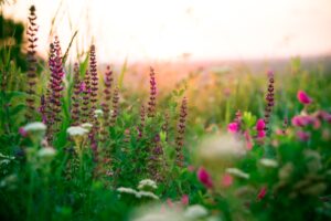 Planting Natives The Local Advantage