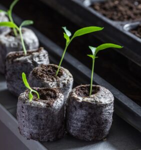 Preparing Sunflower Seedlings for Transplanting