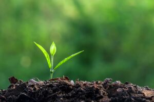 Properly Spacing Sunflower Seedlings