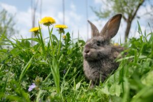 Protecting Carrots from Wild Animals