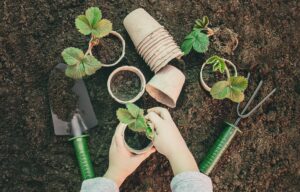 Sustainable Gardening Hacks
