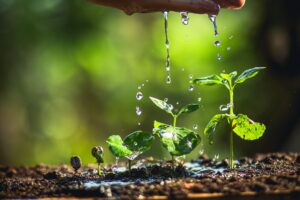 Watering After Transplanting