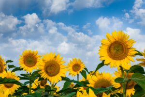 When Should I Transplant Sunflower Seedlings