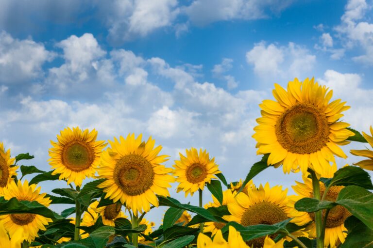 When Should I Transplant Sunflower Seedlings
