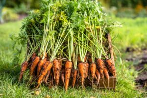 Why Transplanting Carrots Is Challenging