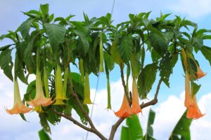 Angel's Trumpet