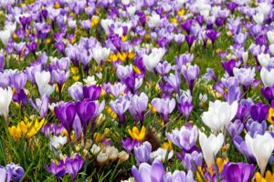 Autumn Crocus